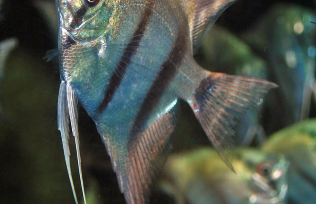 Pterophyllum scalare Blue Platinum