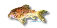 Corydoras aeneus RED neon