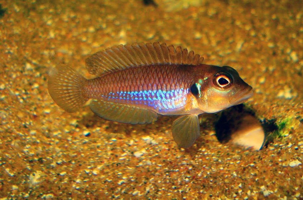 Lamprologus ocellatus BLUE