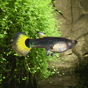 GUPPY TUXEDO GOLDEN TIP