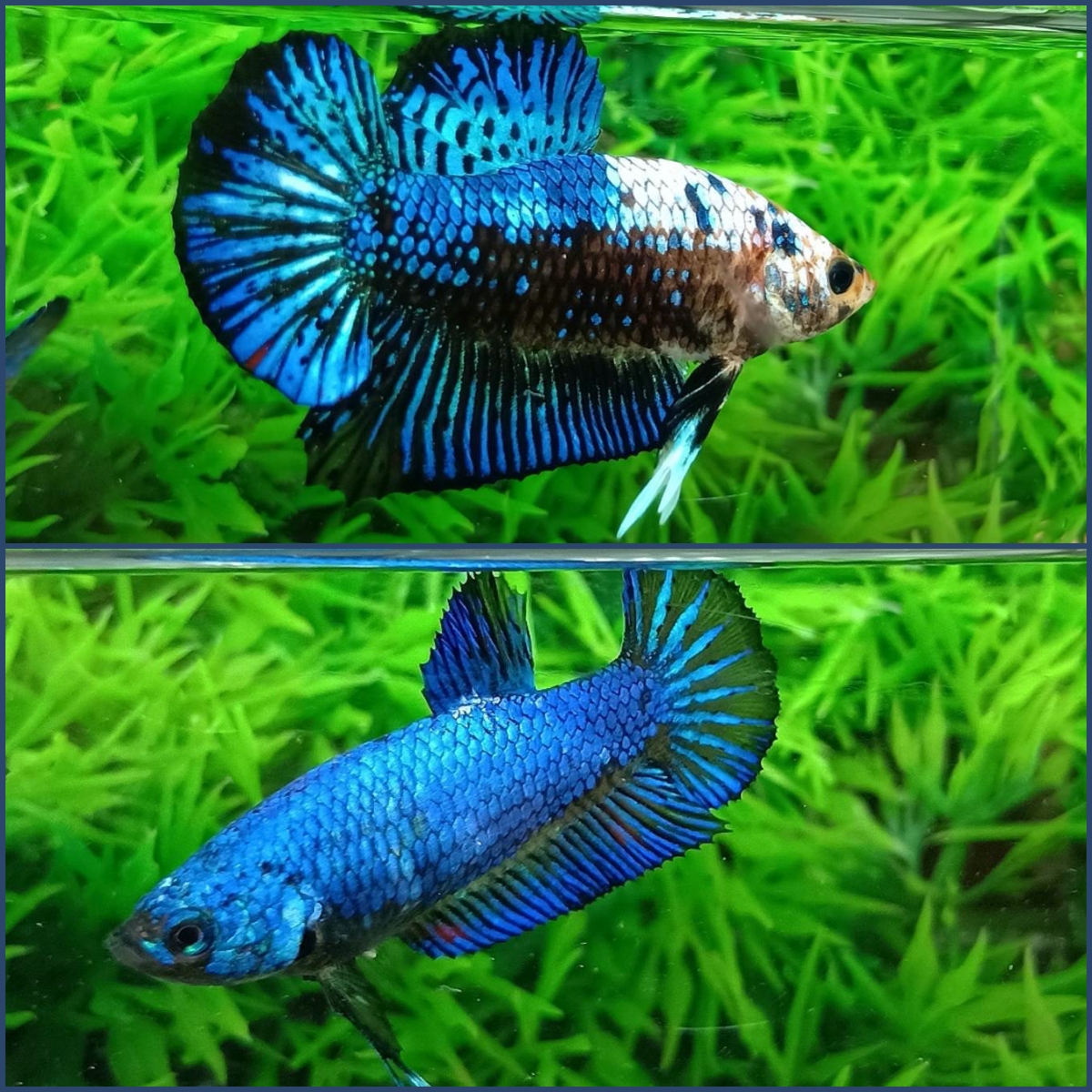 Betta splendens Galaxy Halfmoon Female
