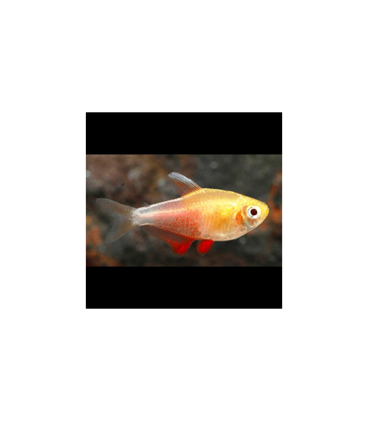 TETRA FLAMA – 2,5-3cm