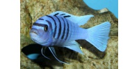 Cynotilapia afra white