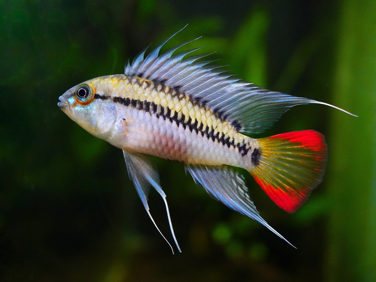Apistogramma jutai purple mask