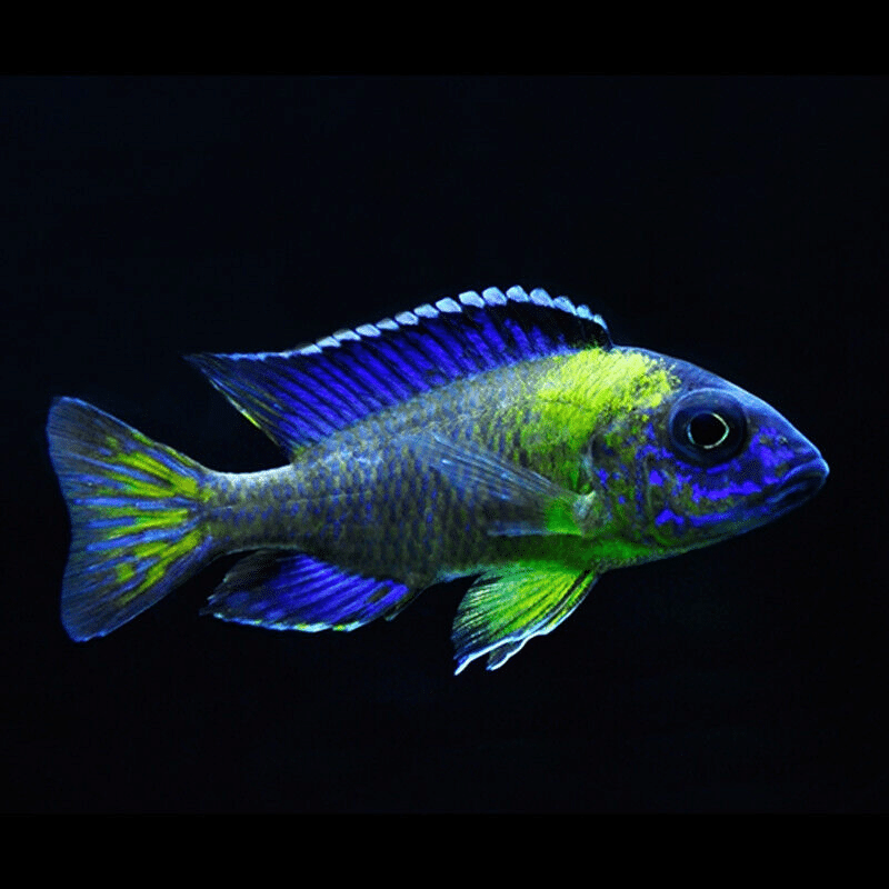 Aulonocara stuartg. BLUE neon