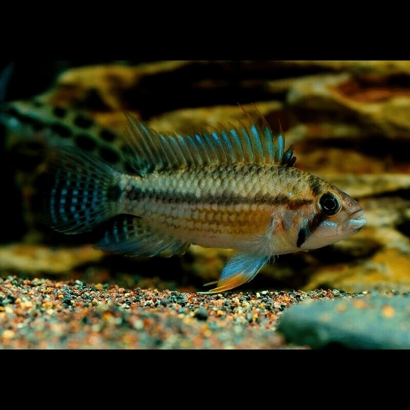 Apistogramma juriensis