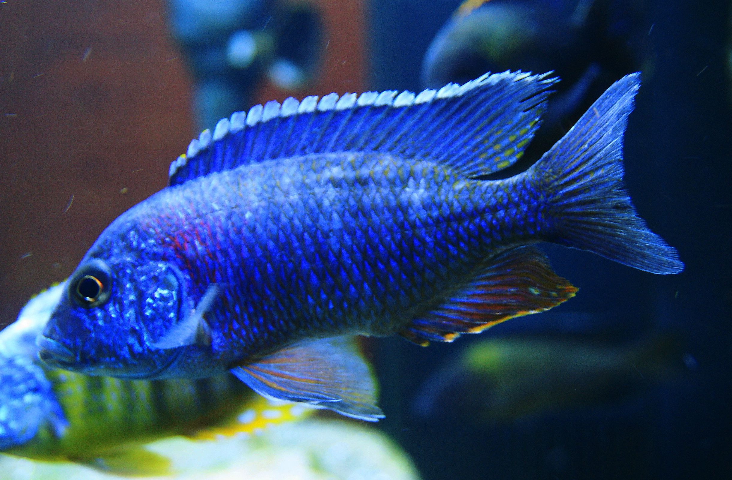 Aulonocara nyassae