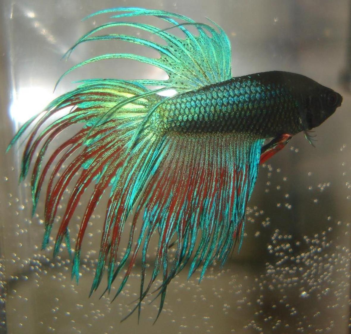 Betta splendens Tricolor Crowntail Male