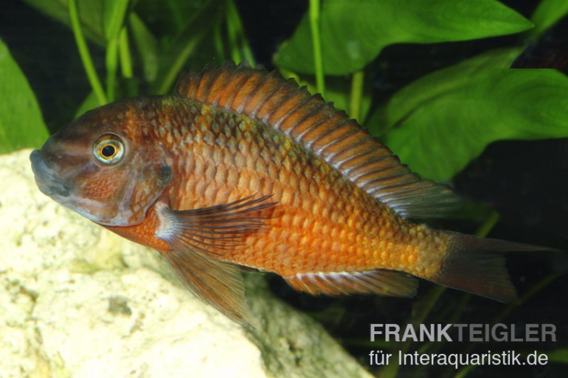Tropheus moorii moliro orange fire craker