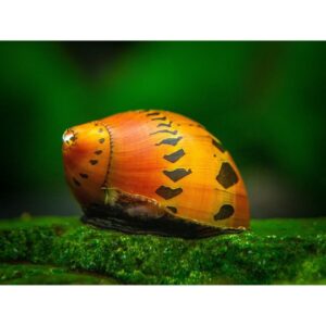 CARACOL RED SPOTEDD / CEBOLLA