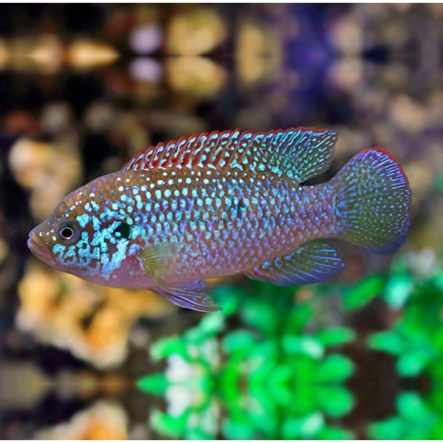 Hemichromis liffalili BLUE