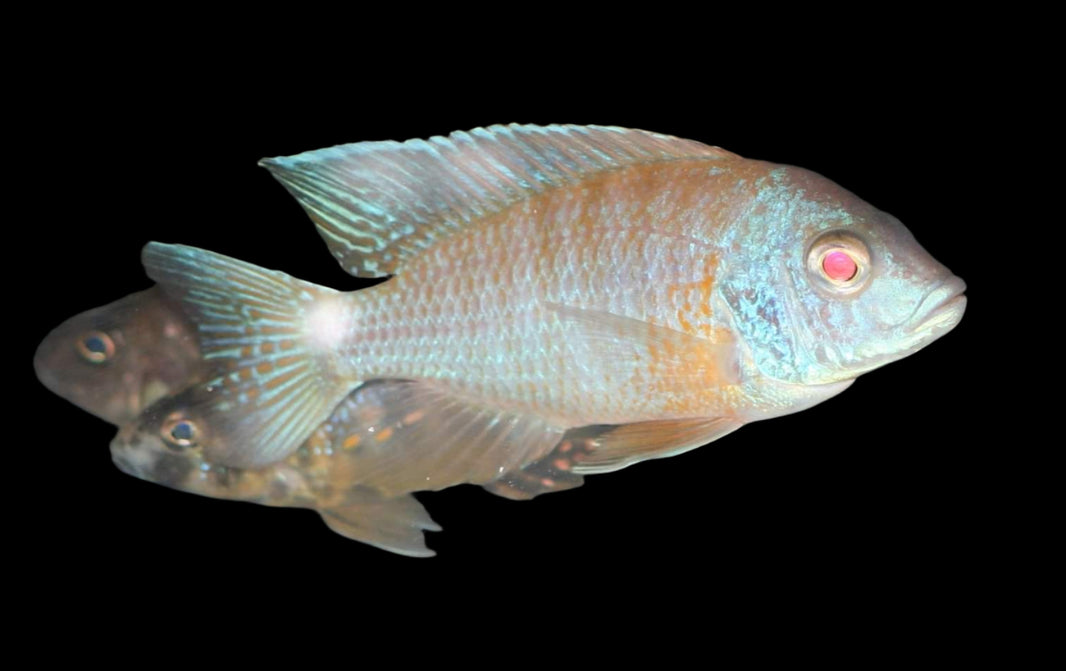 Aulonocara ice BLUE albin