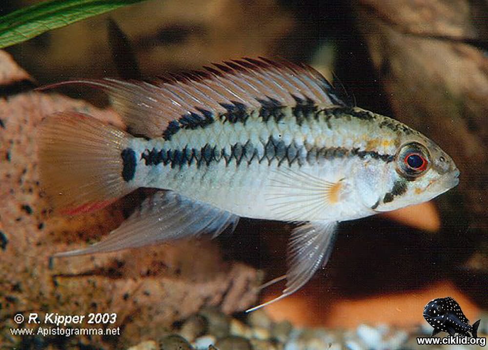 Apistogramma viejita rio-meta