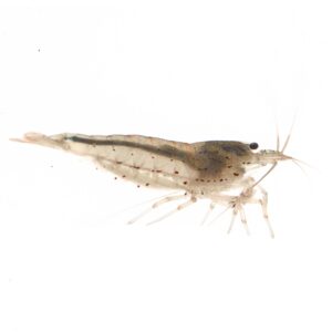 Caridina multidentata