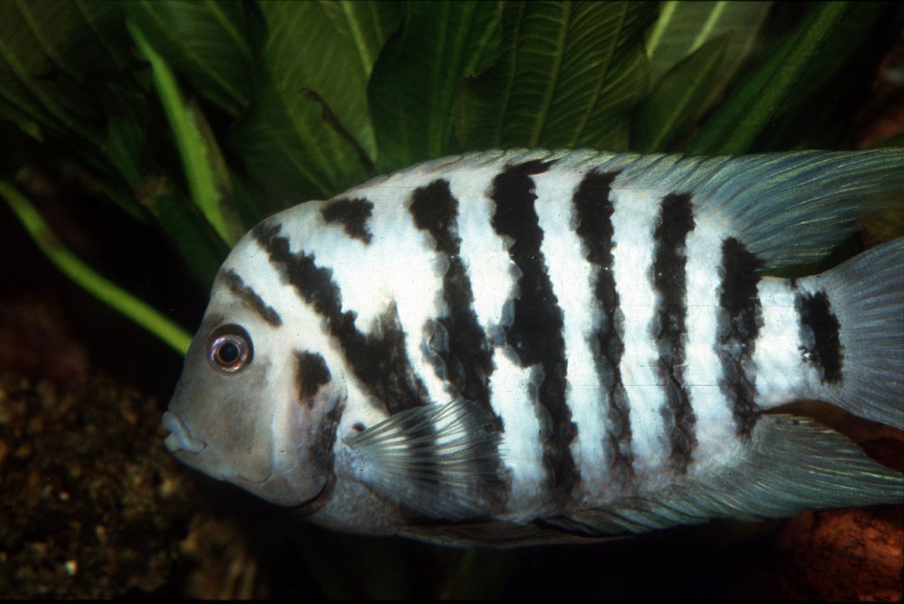 Cichlasoma/amatitlania nigrofasciata marble