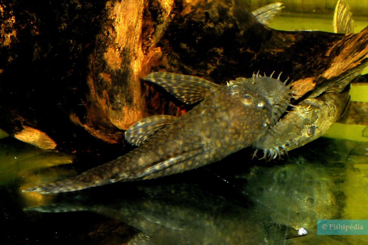 Ancistrus bodenhameri
