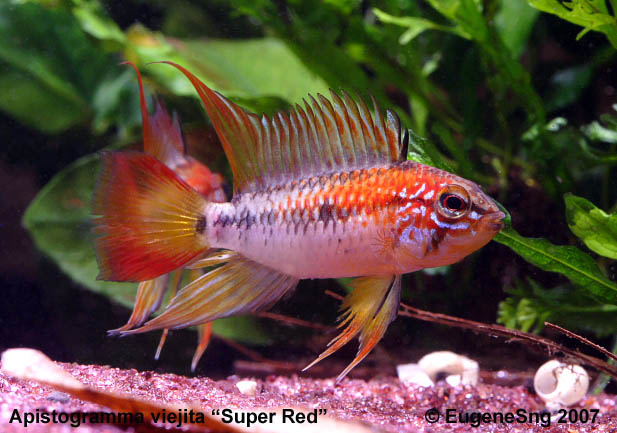 Apistogramma viejita super RED