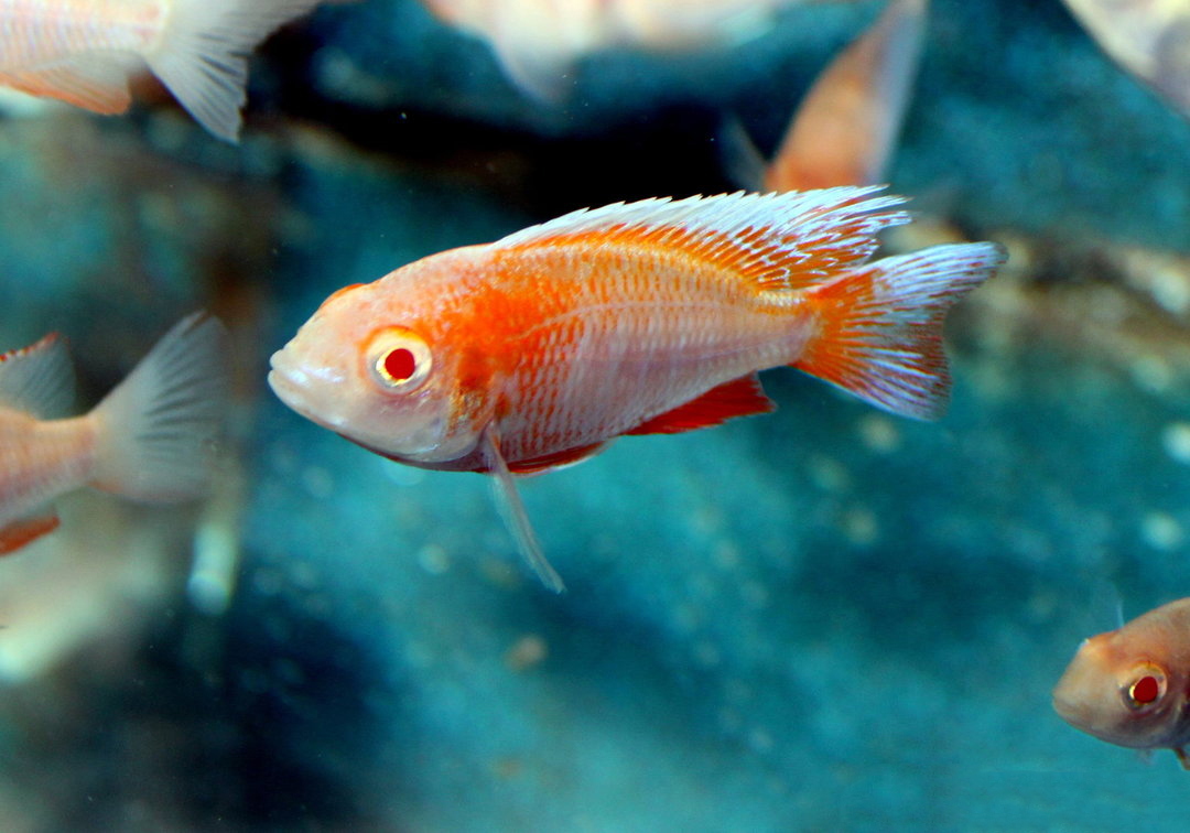 Aulonocara sp. albin