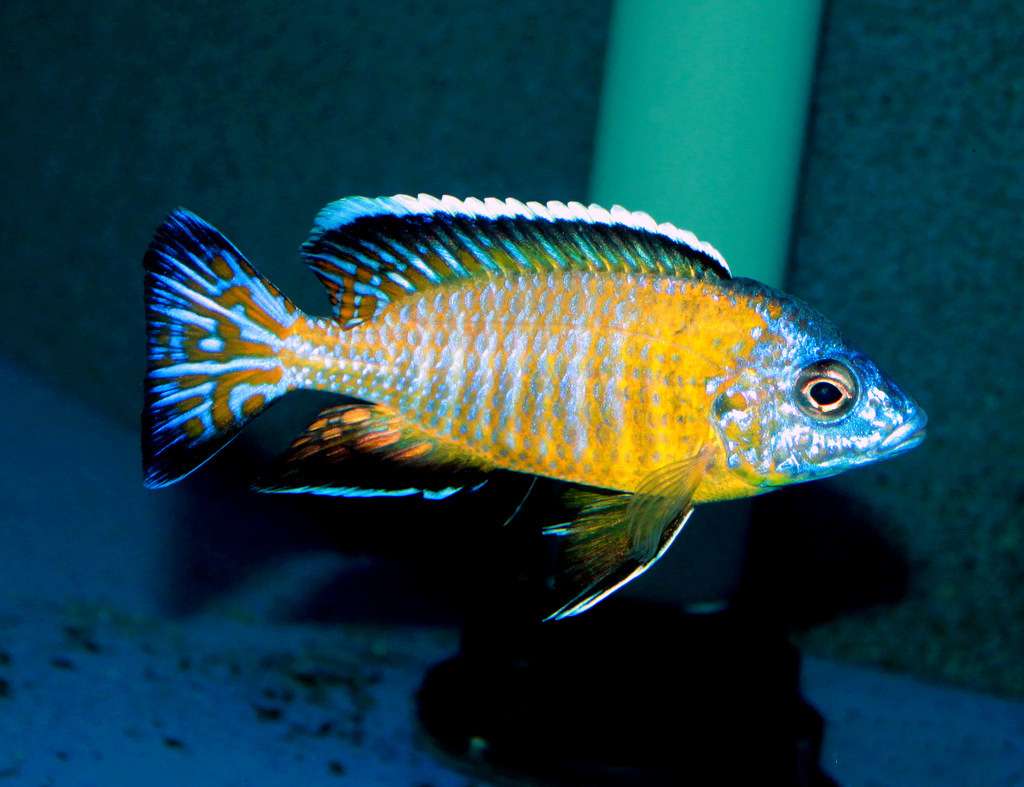 Aulonocara stuartg. usyssia
