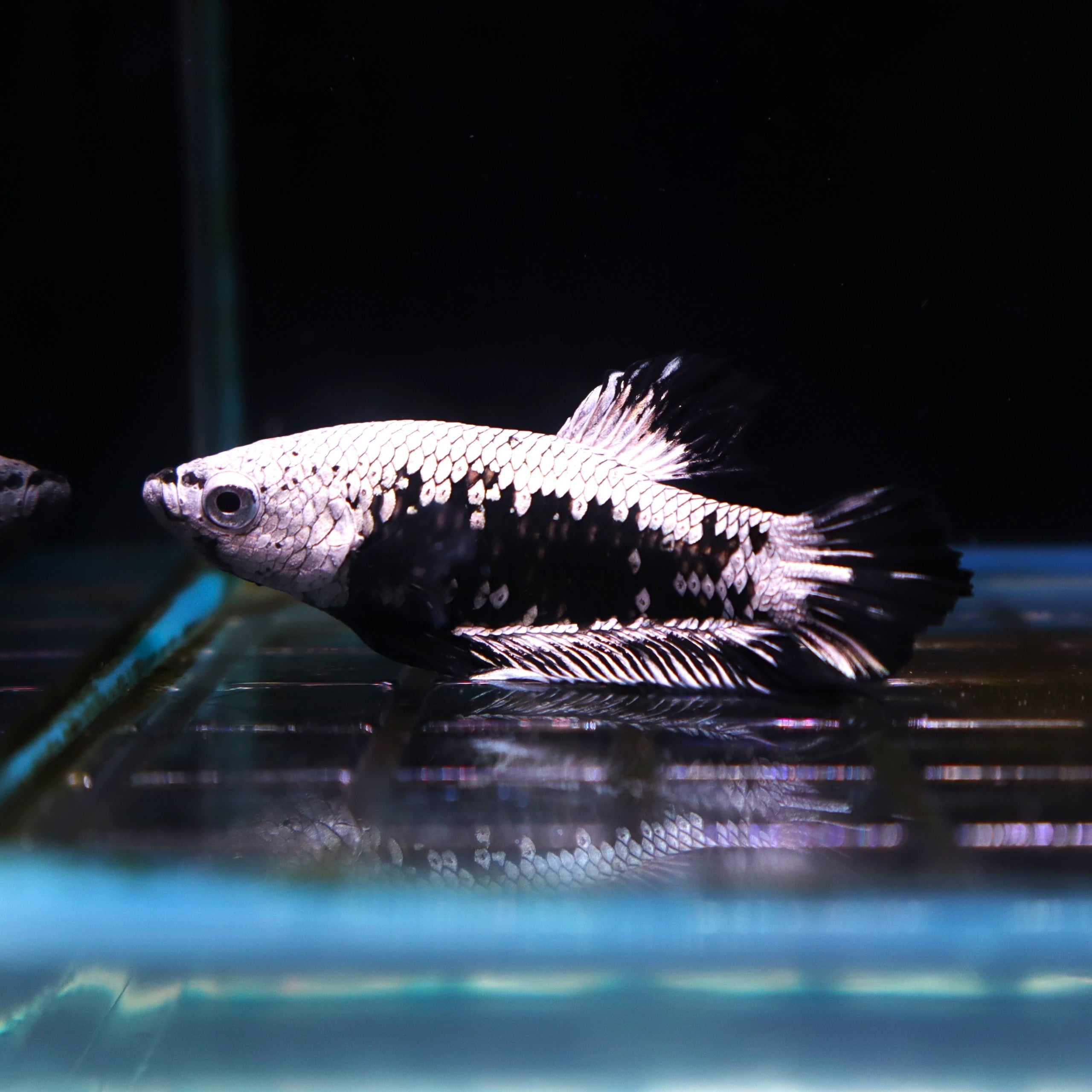 Betta splendens Mask Samurai Plakat Male