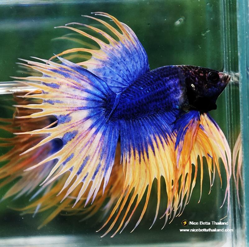 Betta splendens Green Crowntail Male
