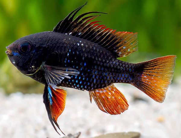 Mikrogeophagus ramirezi black devil