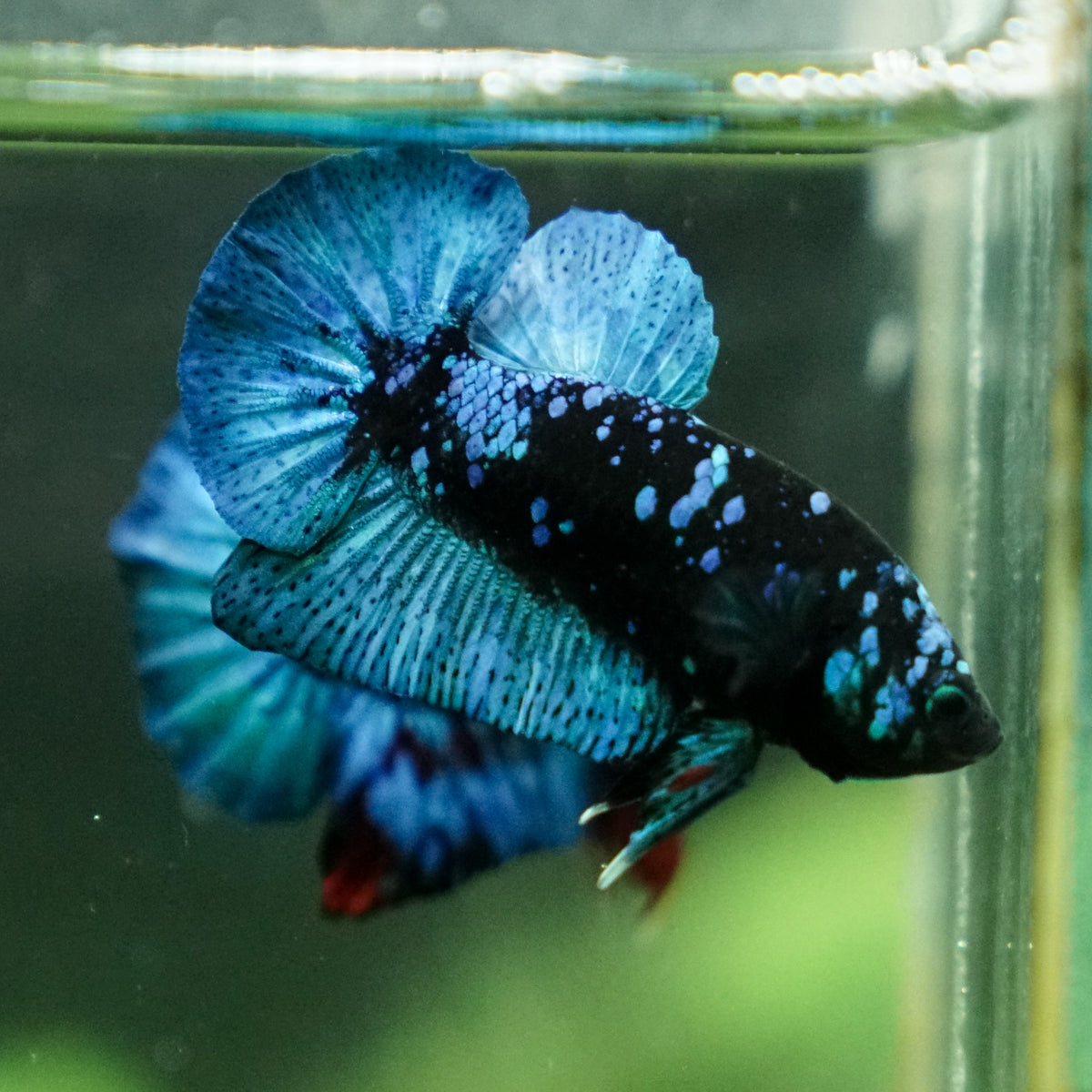 Betta splendens Avatar Galaxy Plakat Male
