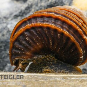 CARACOL PIANO TAILANDÉS