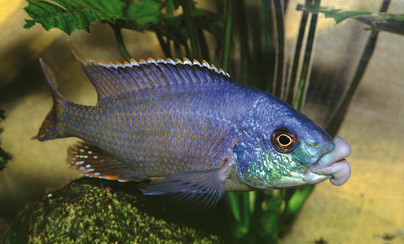 Electrochromis lobochilus