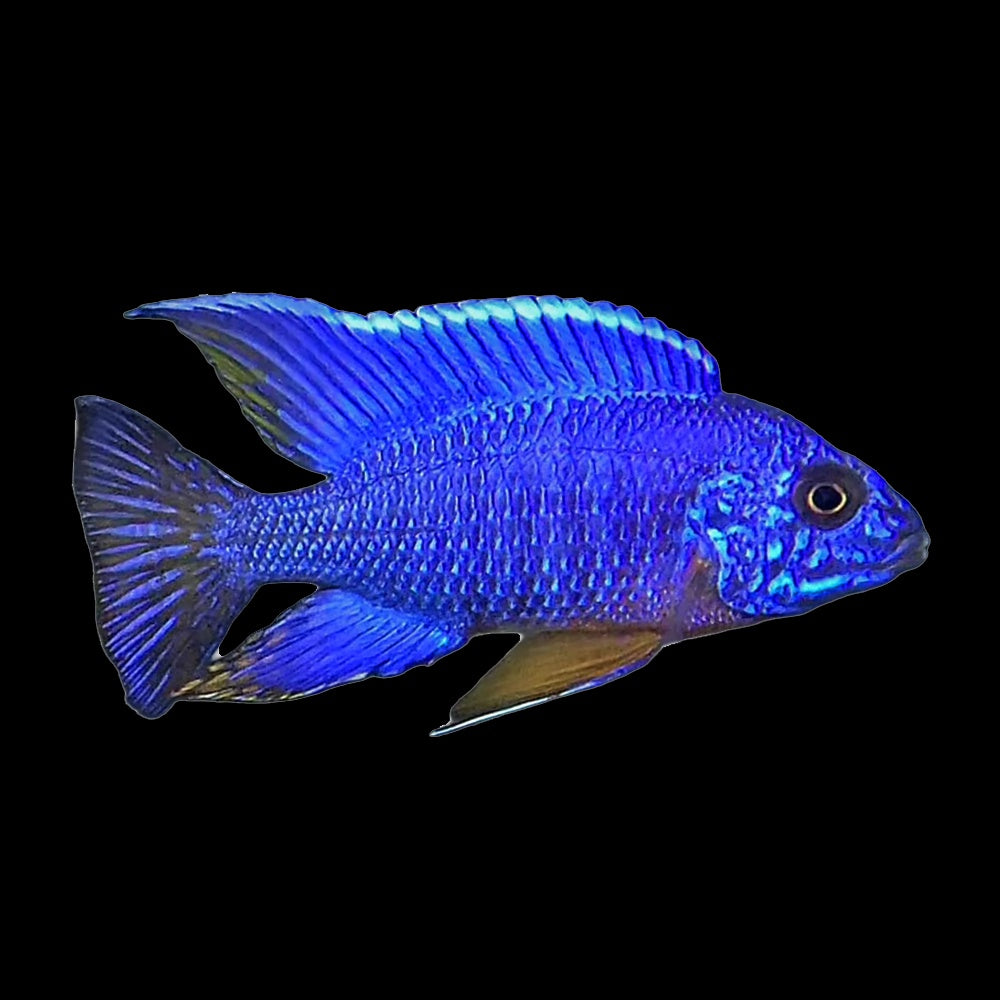 Aulonocara electric BLUE