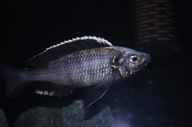 Copadichromis mloto likoma