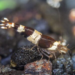 Caridina logemanni "Crystal Black" A/S