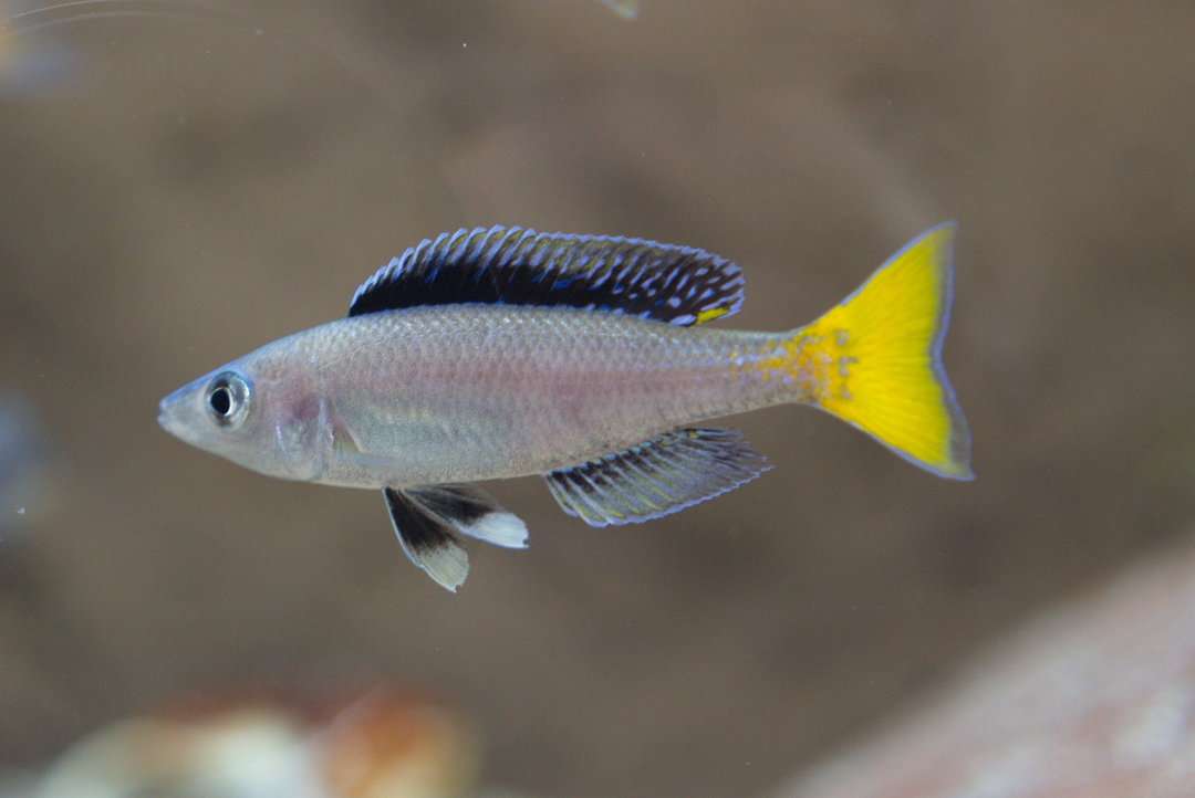 Cyprichromis leptosoma mpulungu