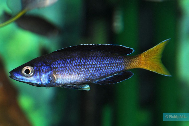 Cyprichromis leptosoma moba