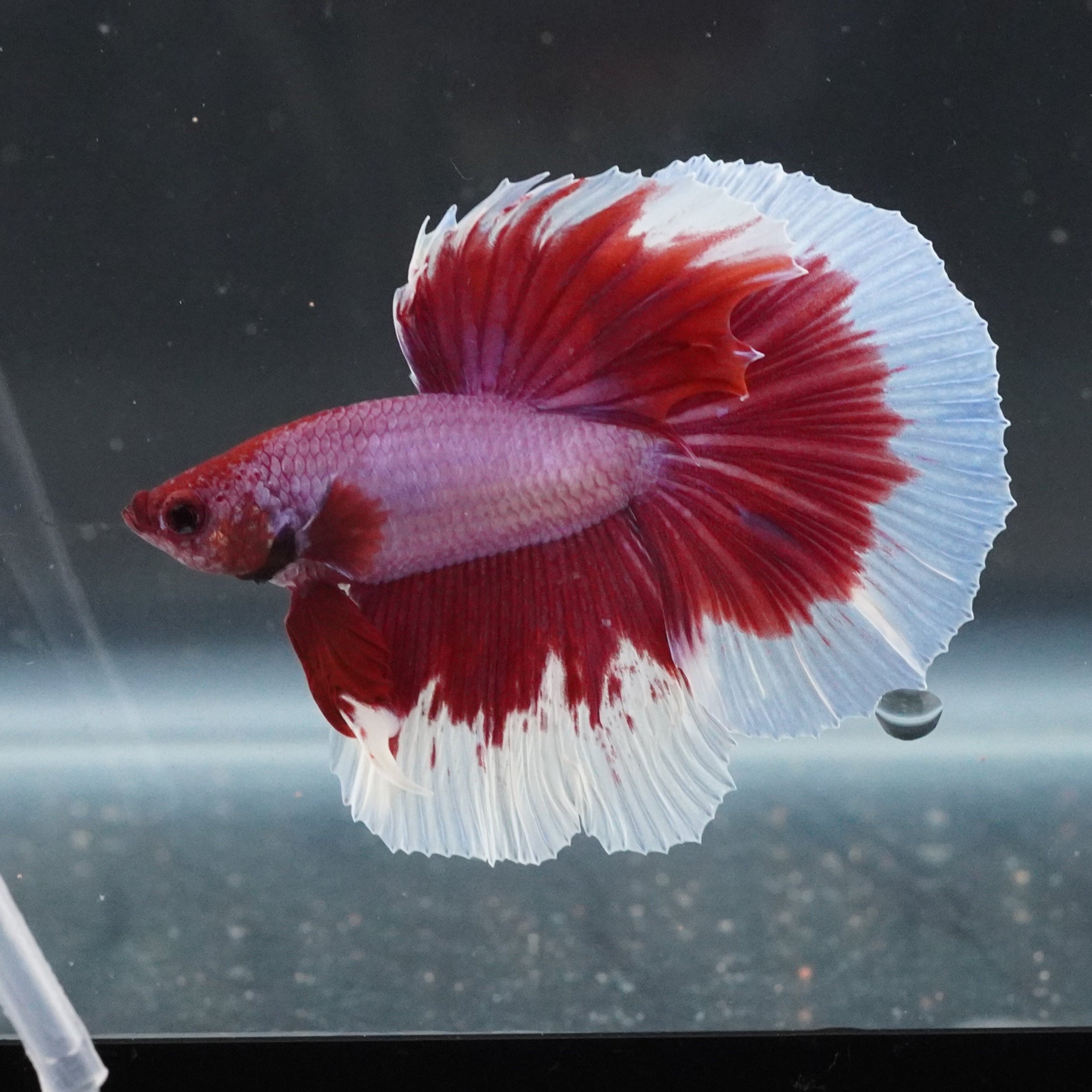 Betta splendens Flower Halfmoon Unsexed