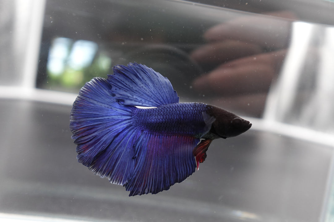 Betta splendens Blue Galaxy Steel Male