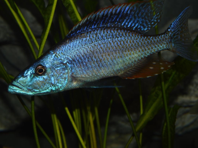 Dimidiochromis compressiceps