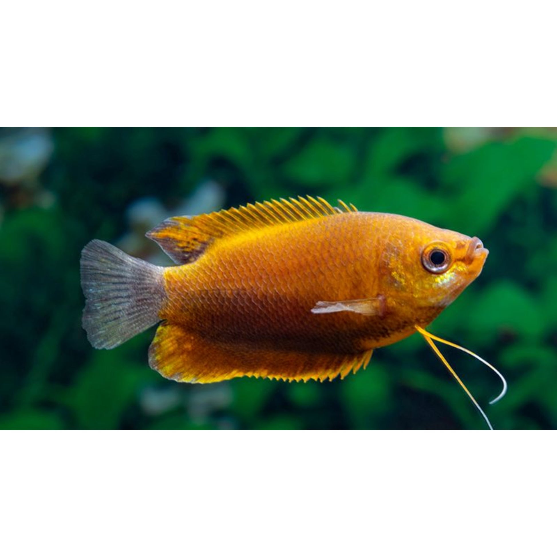 Trichogaster labiosa Orange