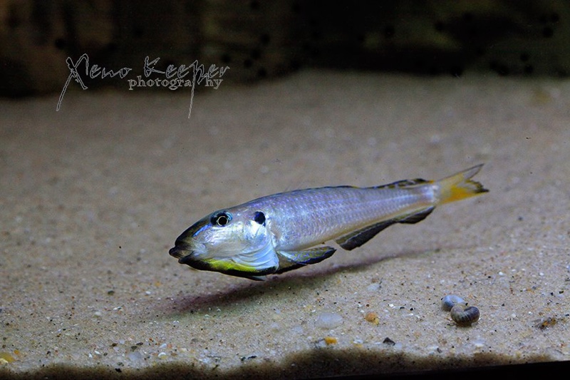 Enantiopus/xenotilapia melanogenys karema