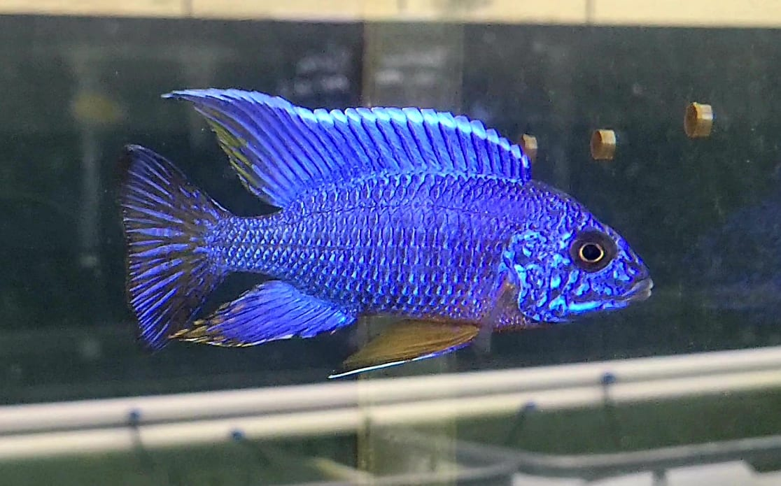 Aulonocara eureca