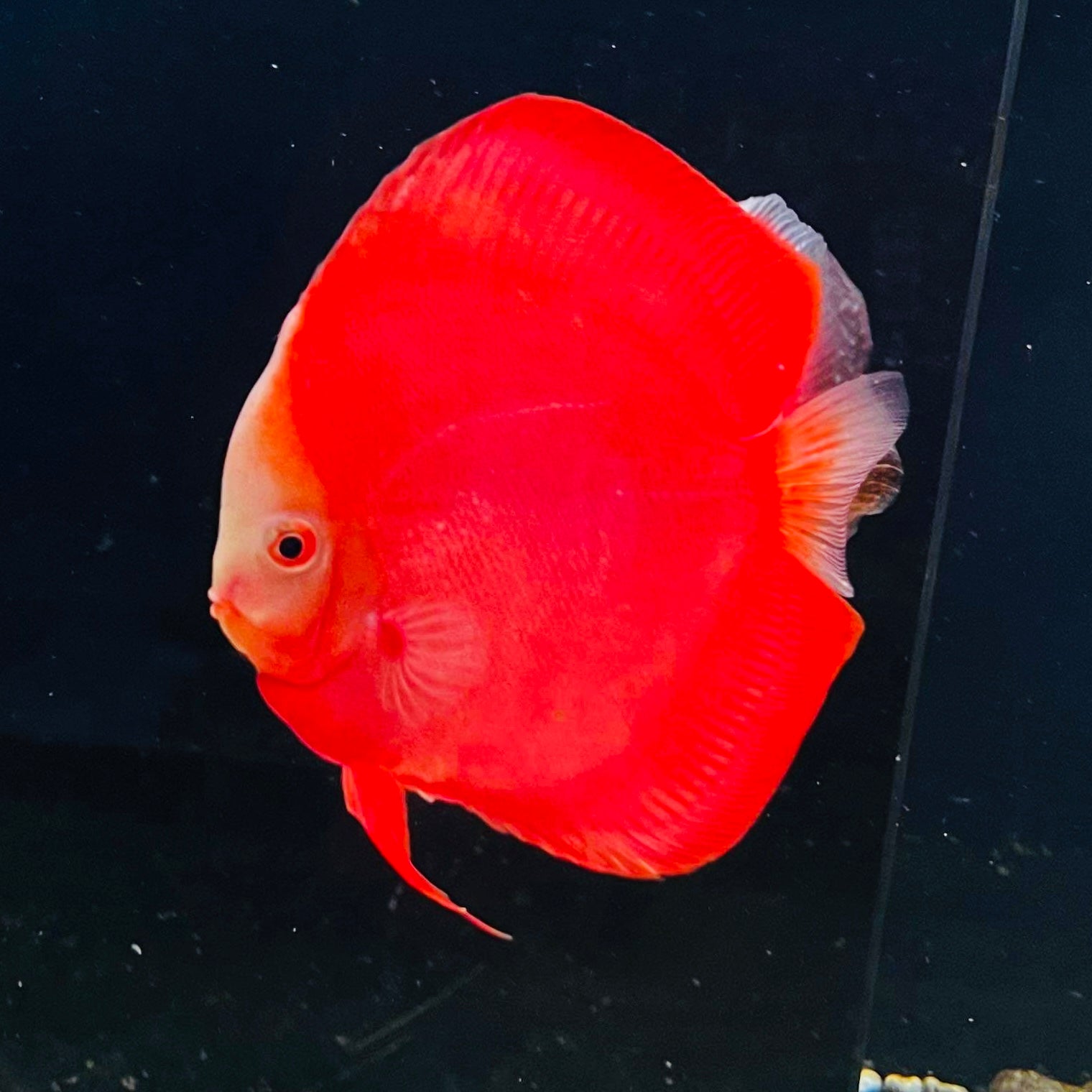 Symphysodon spp. "Red Valentine"