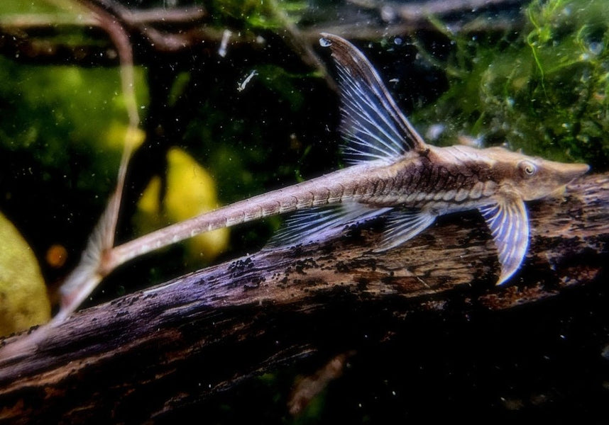 Sturisomatichthys aureus