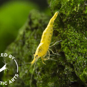 YELLOW GOLDEN BACK