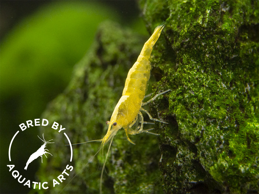 YELLOW GOLDEN BACK – 1,2–1,5 cm