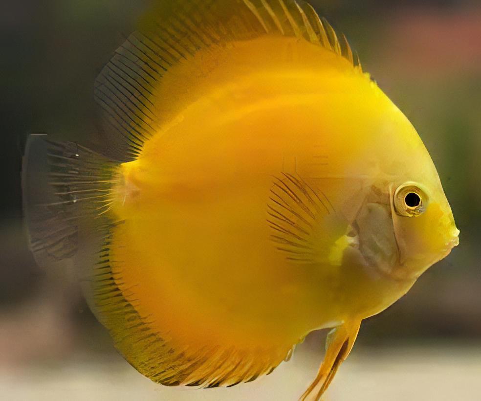 Symphysodon spp. "Golden"