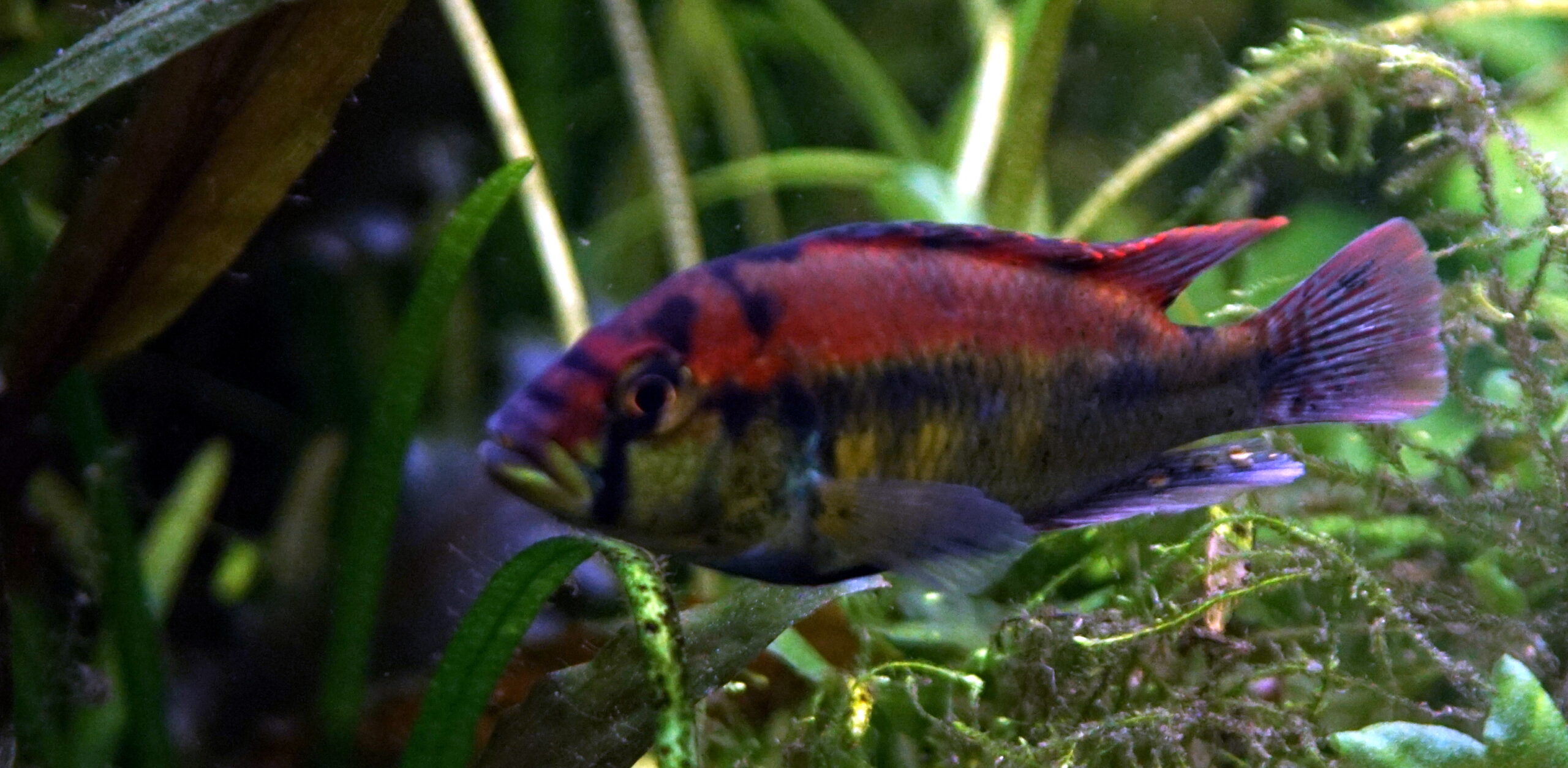 Haplochromis aeneocolor