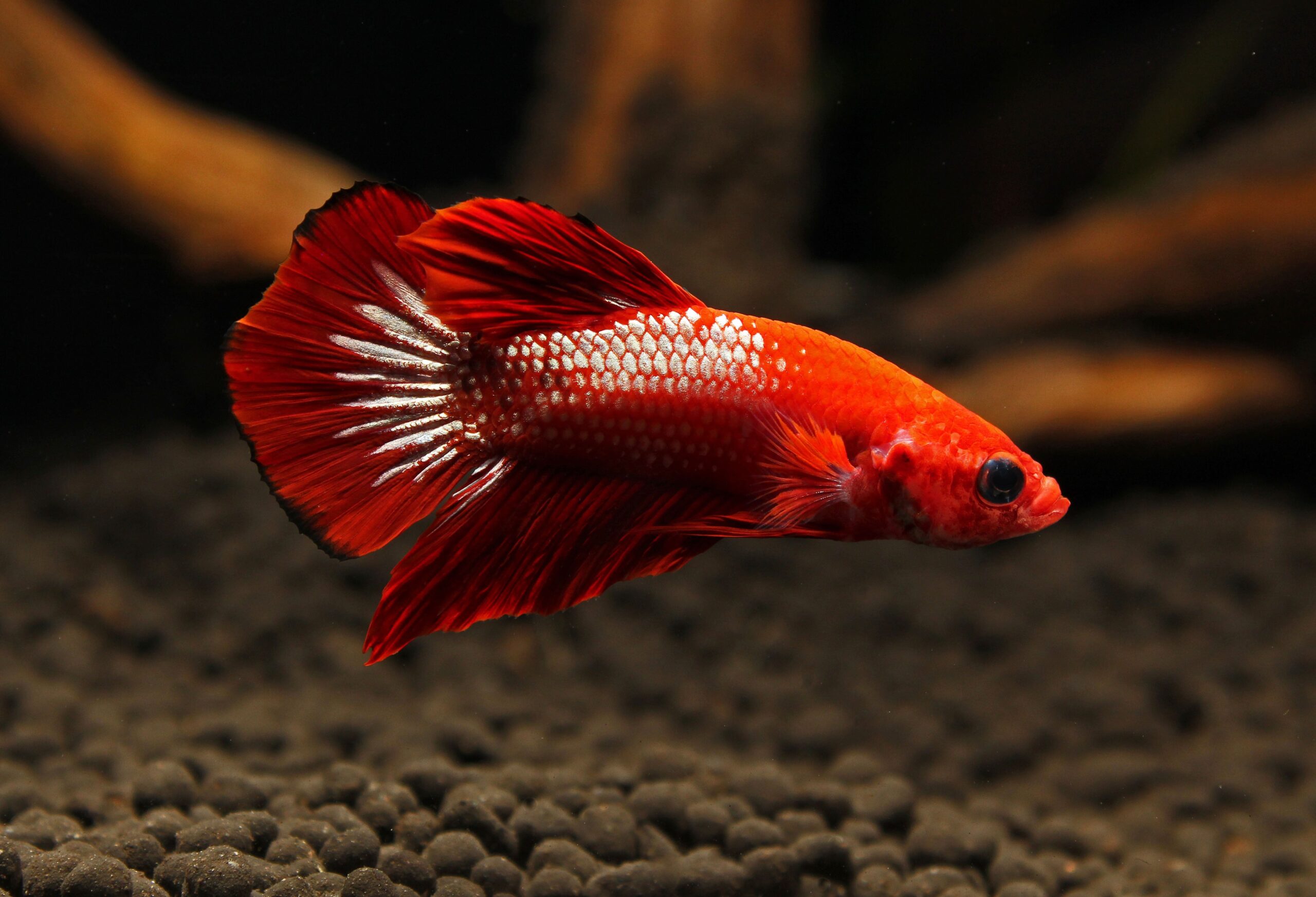 Betta splendens Hellboy Plakat Male