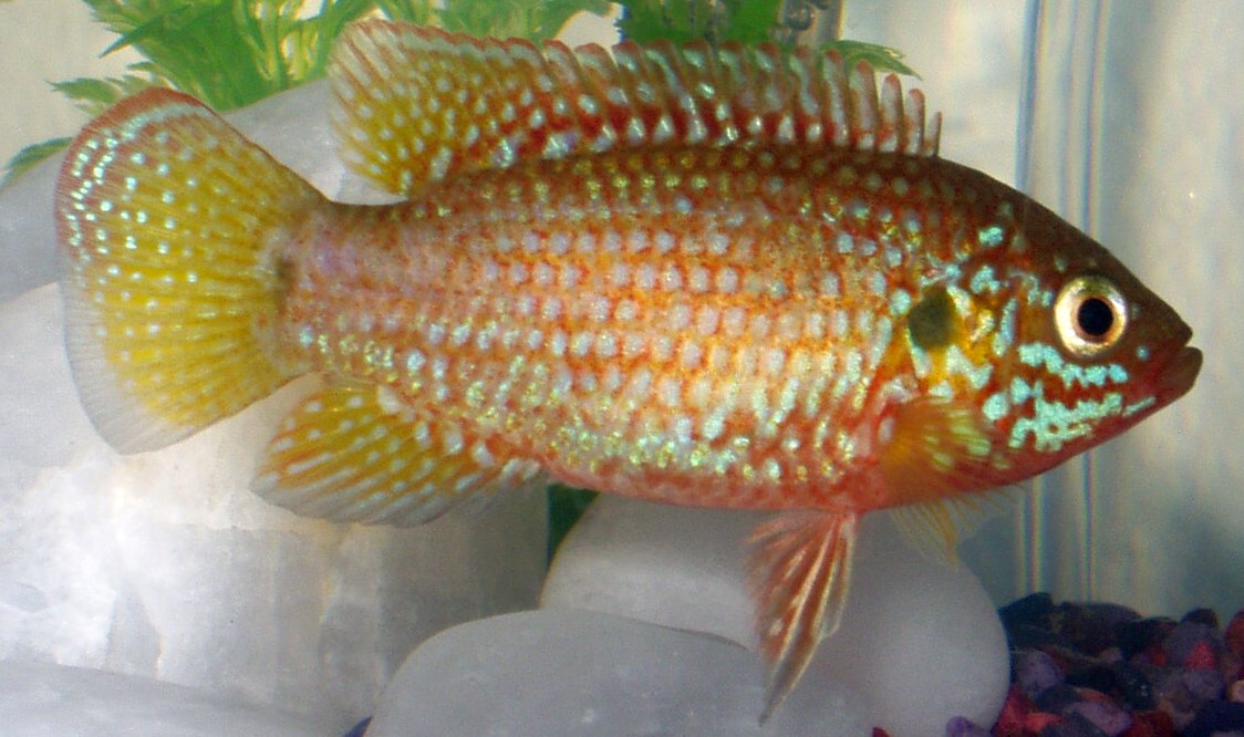 Hemichromis bimaculatus