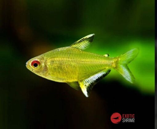 TETRA LIMÓN – 2,5-3cm