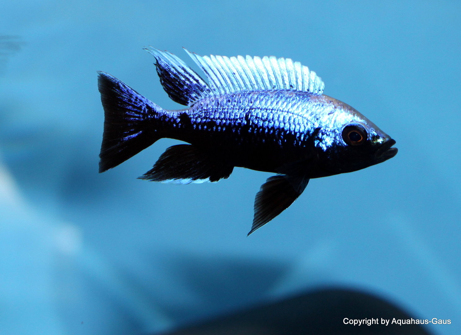 Copadichromis sp. ivory lupingu